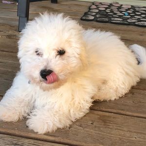 Meet your Posher, Susan